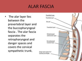 ALAR FASCIA
• The alar layer lies
between the
prevertebral layer and
the buccopharyngeal
fascia . The alar fascia
separates the
retropharyngeal and
danger spaces and
covers the cervical
sympathetic trunk.
 