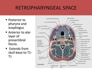RETROPHARYNGEAL SPACE
 Posterior to
pharynx and
esophagus
 Anterior to alar
layer of
prevertibral
fascia.
 Extends from
skull base to T1-
T2
 