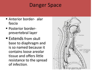 Danger Space
 Anterior border- alar
fascia
 Posterior border-
prevertebral layer
 Extends from skull
base to diaphragm and
is so named because it
contains loose areolar
tissue and offers little
resistance to the spread
of infection.
 