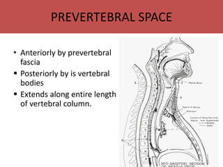PREVERTEBRAL SPACE
• Anteriorly by prevertebral
fascia
 Posteriorly by is vertebral
bodies
 Extends along entire length
of vertebral column.
 