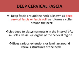 DEEP CERVICAL FASCIA
 Deep fascia around the neck is known as deep
cervical fascia or fascia colli as it forms a collar
around the neck
Lies deep to platysma muscle in the interval b/w
muscles, vessels & organs of the cervical region.
Gives various extensions or laminae around
various structures of the neck
 