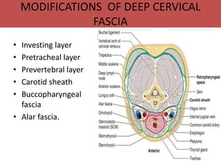 MODIFICATIONS OF DEEP CERVICAL
FASCIA
• Investing layer
• Pretracheal layer
• Prevertebral layer
• Carotid sheath
• Buccopharyngeal
fascia
• Alar fascia.
 