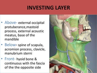INVESTING LAYER
• Above- external occipital
protuberance,mastoid
process, external acoustic
meatus, base of the
mandible
• Below- spine of scapula,
acromion process, clavicle,
manubrium sterni
• Front- hyoid bone &
continuous with the fascia
of the the opposite side
 