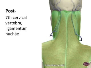 Post-
7th cervical
vertebra,
ligamentum
nuchae
 