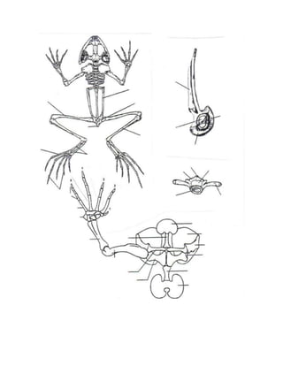 esqueleto de rana para armar
