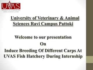 University of Veterinary & Animal
Sciences Ravi Campus Pattoki
Welcome to our presentation
On
Induce Breeding Of Different Carps At
UVAS Fish Hatchery During Internship
 