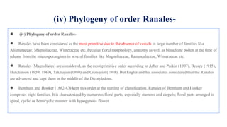 (iv) Phylogeny of order Ranales-
● (iv) Phylogeny of order Ranales-
● Ranales have been considered as the most primitive due to the absence of vessels in large number of families like
Alismataceae. Magnoliaceae, Winteraceae etc. Peculiar floral morphology, anatomy as well as binucleate pollen at the time of
release from the microsporangium in several families like Magnoliaceae, Ranunculaceae, Winteraceae etc.
● Ranales (Magnoliales) are considered, as the most primitive order according to Arber and Parkin (1907), Bessey (1915),
Hutchinson (1959, 1969), Takhtajan (1980) and Cronquist (1988). But Engler and his associates considered that the Ranales
are advanced and kept them in the middle of the Dicotyledons.
● Benthum and Hooker (1862-83) kept this order at the starting of classification. Ranales of Benthum and Hooker
comprises eight families. It is characterized by numerous floral parts, especially stamens and carpels; floral parts arranged in
spiral, cyclic or hemicyclic manner with hypogynous flower.
 