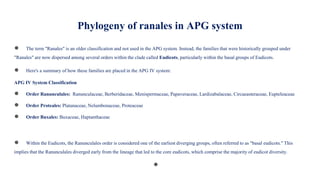 Phylogeny of ranales in APG system
● The term "Ranales" is an older classification and not used in the APG system. Instead, the families that were historically grouped under
"Ranales" are now dispersed among several orders within the clade called Eudicots, particularly within the basal groups of Eudicots.
● Here's a summary of how these families are placed in the APG IV system:
APG IV System Classification
● Order Ranunculales: Ranunculaceae, Berberidaceae, Menispermaceae, Papaveraceae, Lardizabalaceae, Circaeasteraceae, Eupteleaceae
● Order Proteales: Platanaceae, Nelumbonaceae, Proteaceae
● Order Buxales: Buxaceae, Haptanthaceae
● Within the Eudicots, the Ranunculales order is considered one of the earliest diverging groups, often referred to as "basal eudicots." This
implies that the Ranunculales diverged early from the lineage that led to the core eudicots, which comprise the majority of eudicot diversity.
●
 
