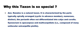 Why this Taxon is so special ?
● Ans- Ranales is a natural taxon. It is characterized by the parts
typically spirally arranged (cyclic in advance member), numerous,
distinct, the perianth often not differentiated into calyx and corolla.
Gynoecium is apocarpous and multicarpellate (i.e., composed of many
unilocular unicarpellte pistils).
 