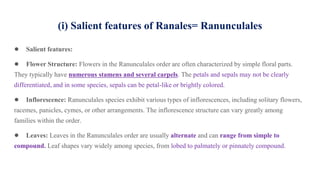 (i) Salient features of Ranales= Ranunculales
● Salient features:
● Flower Structure: Flowers in the Ranunculales order are often characterized by simple floral parts.
They typically have numerous stamens and several carpels. The petals and sepals may not be clearly
differentiated, and in some species, sepals can be petal-like or brightly colored.
● Inflorescence: Ranunculales species exhibit various types of inflorescences, including solitary flowers,
racemes, panicles, cymes, or other arrangements. The inflorescence structure can vary greatly among
families within the order.
● Leaves: Leaves in the Ranunculales order are usually alternate and can range from simple to
compound. Leaf shapes vary widely among species, from lobed to palmately or pinnately compound.
 