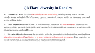 (ii) Floral diversity in Ranales
● Inflorescence Types: it exhibit diverse inflorescence architectures, including solitary flowers, racemes,
panicles, cymes, and umbels. The inflorescence type can vary not only between families but also among genera and
species within a family.
● Color and Ornamentation: Flowers in the Ranunculales order come in a variety of colors, including white,
yellow, red, blue, and purple. Some species have elaborate floral structures with intricate patterns or markings, while
others have simple, unadorned blooms.
● Specialized Floral Adaptations: Certain species within the Ranunculales order have evolved specialized floral
adaptations to attract specific pollinators or to ensure successful pollination and reproduction. These adaptations can
include nectar spurs, specialized floral shapes, or mechanisms for pollen dispersal.
 