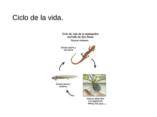 Ciclo de la vida.
 