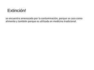 Extinción!
se encuentra amenazada por la contaminación, porque se caza como
alimento y también porque es utilizada en medicina tradicional.
 