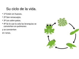 Su ciclo de la vida.
• 1º Están en huevos.
• 2º Son renacuajos.
• 3º Les salen patas.
• 4º Se le cae la cola las branquias se
convierten en pulmones
y se convierten
en ranas.
 