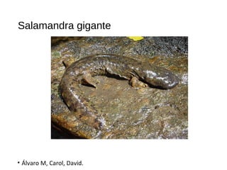 Salamandra gigante
• Álvaro M, Carol, David.
 