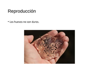 Reproducción
• Los huevos no son duros.
 