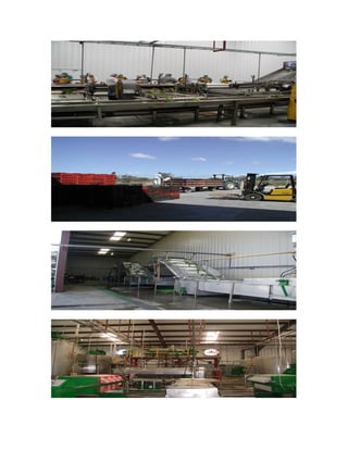 Rancho aloe y first aloe1