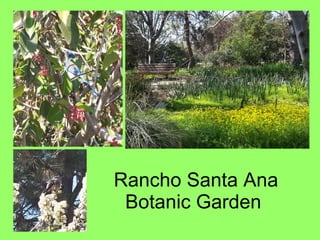 Rancho Santa Ana Botanic Garden  