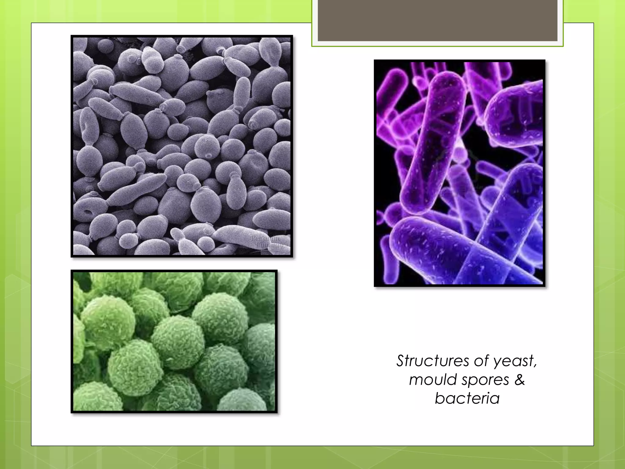 Rancidity & Lipid Peroxidation | PPTX
