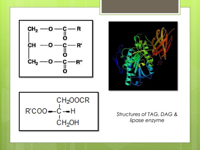 Rancidity & Lipid Peroxidation | PPTX