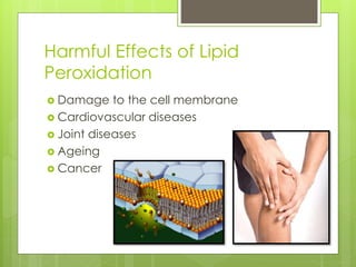 Rancidity & Lipid Peroxidation | PPTX