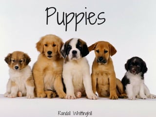 Randall Whittinghill: Puppies