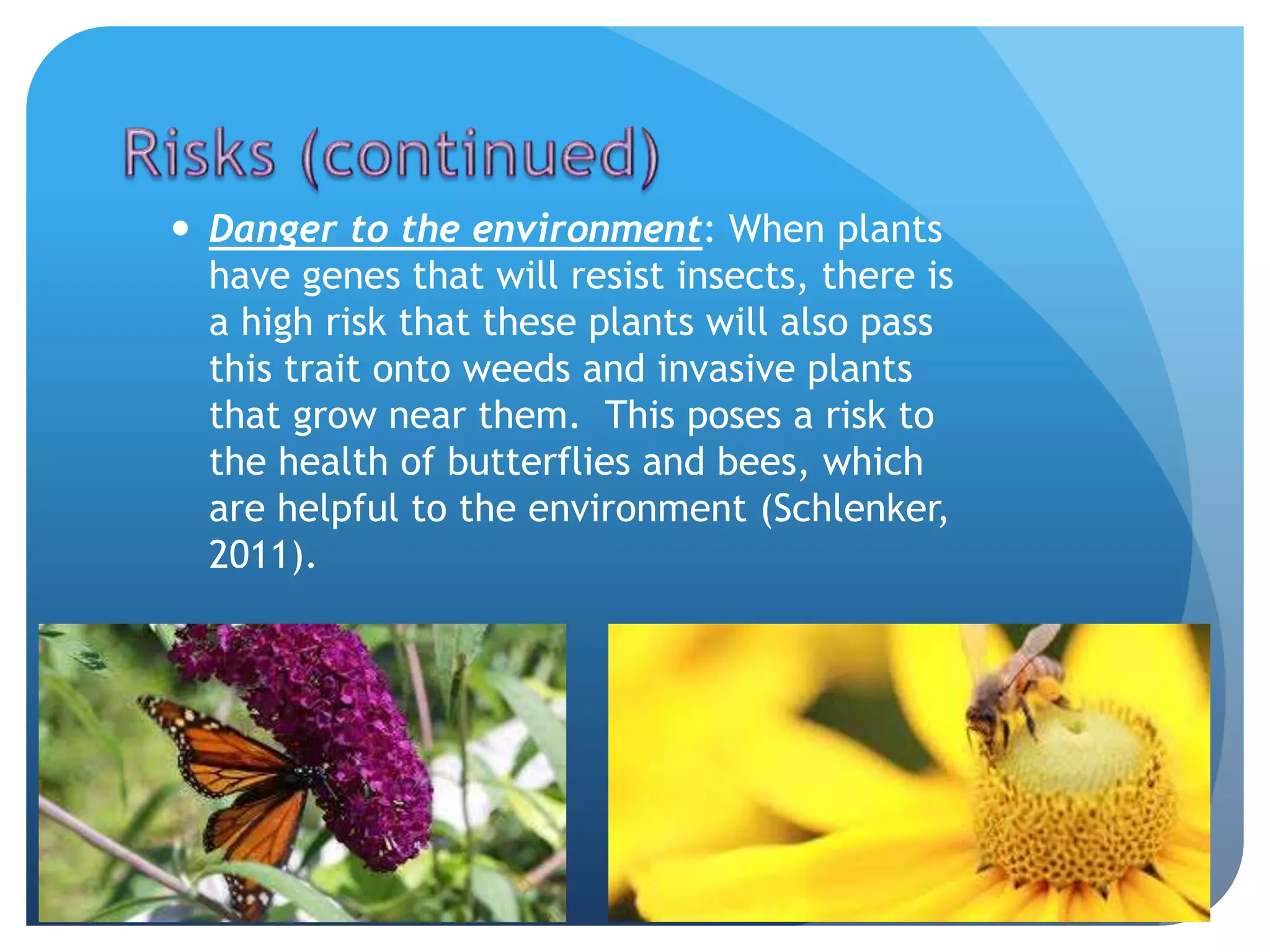  Danger to the environment: When plants
have genes that will resist insects, there is
a high risk that these plants will also pass
this trait onto weeds and invasive plants
that grow near them. This poses a risk to
the health of butterflies and bees, which
are helpful to the environment (Schlenker,
2011).
 