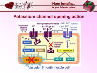 Potassium channel opening action




      Vascular Smooth muscle cell
 