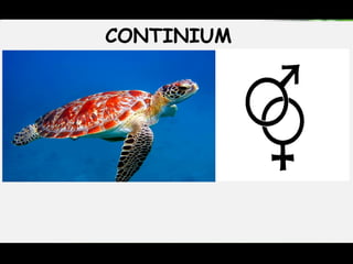 CONTINIUM
 