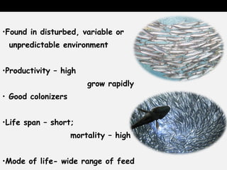•Found in disturbed, variable or
unpredictable environment
•Productivity – high
grow rapidly
• Good colonizers
•Life span – short;
mortality – high
•Mode of life- wide range of feed
 