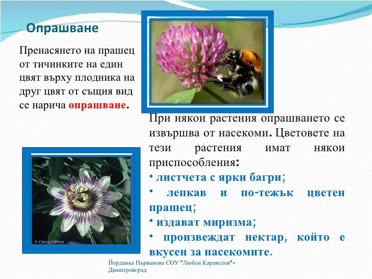 размножаване на растенията