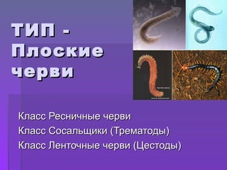 ТИП  - Плоские  черви Класс Ресничные черви Класс Сосальщики (Трематоды) Класс Ленточные черви (Цестоды) 