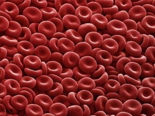红血球
 