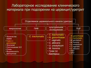 писсинг уретра 