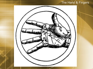 The Hand & Fingers 