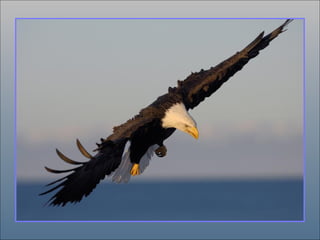 افرح في الأمور القليلة لأنك في يوم من الأيام ستنظر  إلى الخلف وتكتشف  أنها كانت أمور عظيمة 