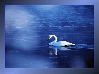 من قواعد للنجاح، يجب أن تتنازل لترتفع أن تهبط لتنهض وتتقلص لتكبر 