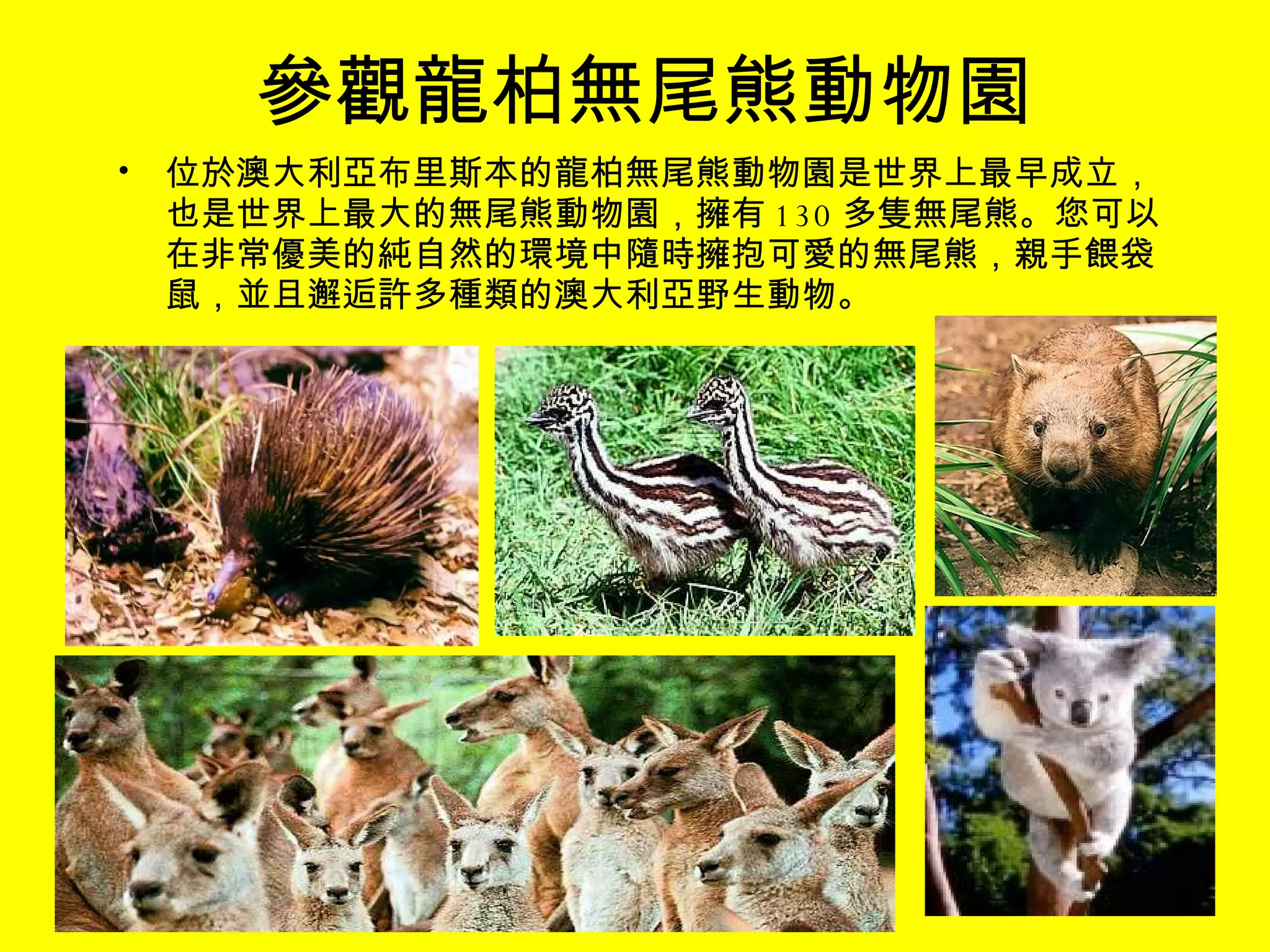 參觀龍柏無尾熊動物園 位於澳大利亞布 里 斯 本 的龍柏無尾熊動物園是世界上最早成立，也是世界上最大的無尾熊動物園，擁有 130 多隻無尾熊。您可以在非常優美的純自然的環境中隨時擁抱可愛的無尾熊，親手餵袋鼠，並且邂逅 許 多種類的澳大利亞野生動物。  