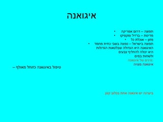 איגואנה תפוצה – דרום אמריקה  מדינות – ברזיל ומקסיקו מזון – אוכלת כל תפוצה בישראל – נפוצה בשבי כחית מחמד האיגואנה היא הגדולה שבלטאות הגדולות  היא יכולה להחליף צבעים ולשחות במים מינים של איגואנה  : איגואנה מצויה ביערנה יש איגאנה אחת בכלוב קטן טיפול באיגואנה כזוחל מאולף –  