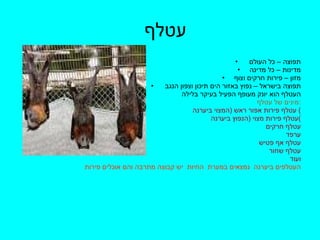 עטלף  תפוצה – כל העולם  מדינות – כל מדינה מזון – פירות חרקים וצוף תפוצה בישראל – נפוץ באזור הים תיכון וצפון הנגב  העטלף הוא יונק מעופף הפעיל בעיקר בלילה מינים של עטלף  : עטלף פירות אפור ראש  ( המצוי ביערנה )  עטלף פירות מצוי  ( הנפוץ ביערנה ) עטלף חרקים ערפד עטלף אף פטיש  עטלף שחור ועוד העטלפים ביערנה   נמצאים במערת  החיות  יש קבוצה מתרבה והם אוכלים פירות 