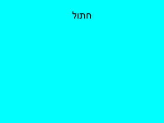 חתול 