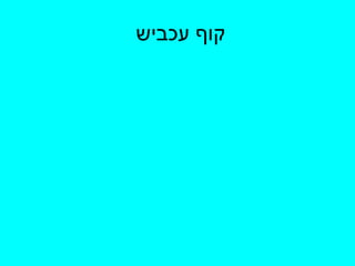 קוף עכביש  