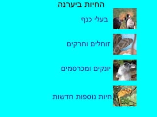 החיות ביערנה בעלי כנף זוחלים וחרקים יונקים ומכרסמים חיות נוספות חדשות 
