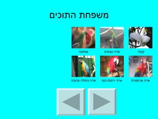 משפחת התוכים קקדו  ארה ארגמנית ארה ירוקת כנף ארה כחולה צהובה ארה צבאית אמזונה 