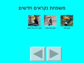 משפחת נקראים חדשים טוקן מצוי טוקן חום סנטר טוקן ירוק כחול מקור 