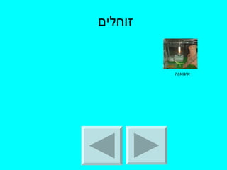זוחלים  איגואנה 
