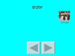 יונקים עטלף פירות  
