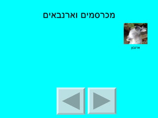 מכרסמים וארנבאים ארנבון 