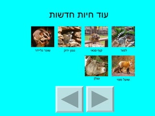 עוד חיות חדשות  למור  קוף סנאי גונון ירוק שוגר גליידר שועל מצוי עצלן  