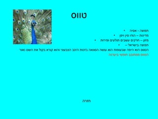 טווס תפוצה  -  אסיה מדינות – הודו סין ויפן מזון – חרקים עשבים תולעים ופירות תפוצה בישראל –  הטווס הוא היפה שבעופות הוא עושה הסוואה בזכות הזנב הצבעוני והוא קורא בקול את השם נאור הטווס מסתובב חופשי ביערנה  חזרה 